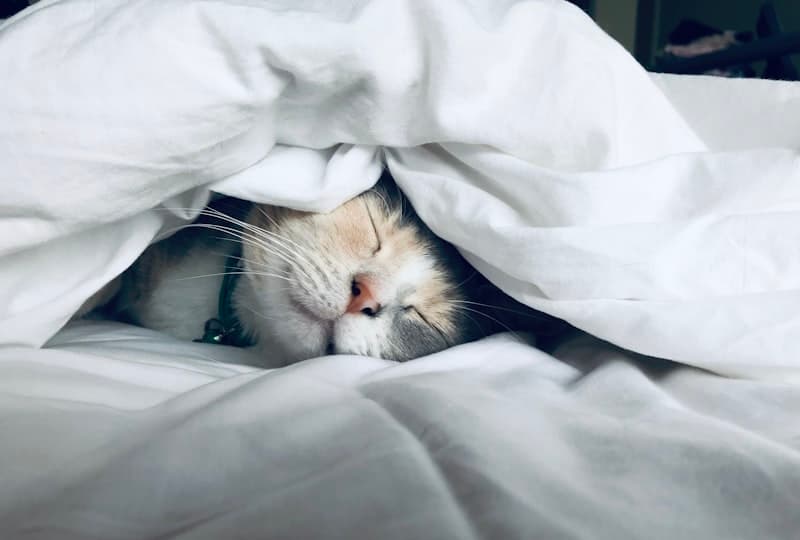 Best Peptides for Sleep in 2026: A Research-Backed Guide