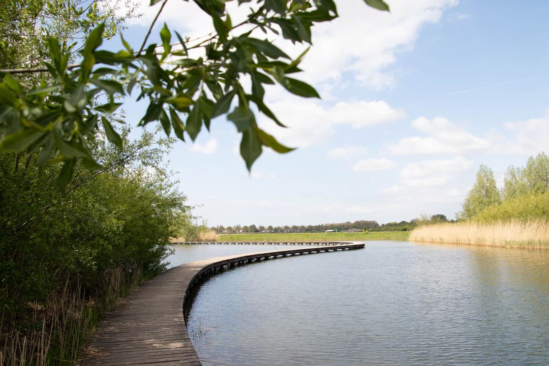 A boardwalk curving along a wooded lakeshore.