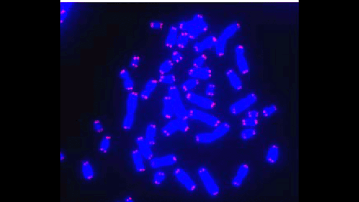 Epitalon telomere longevity research