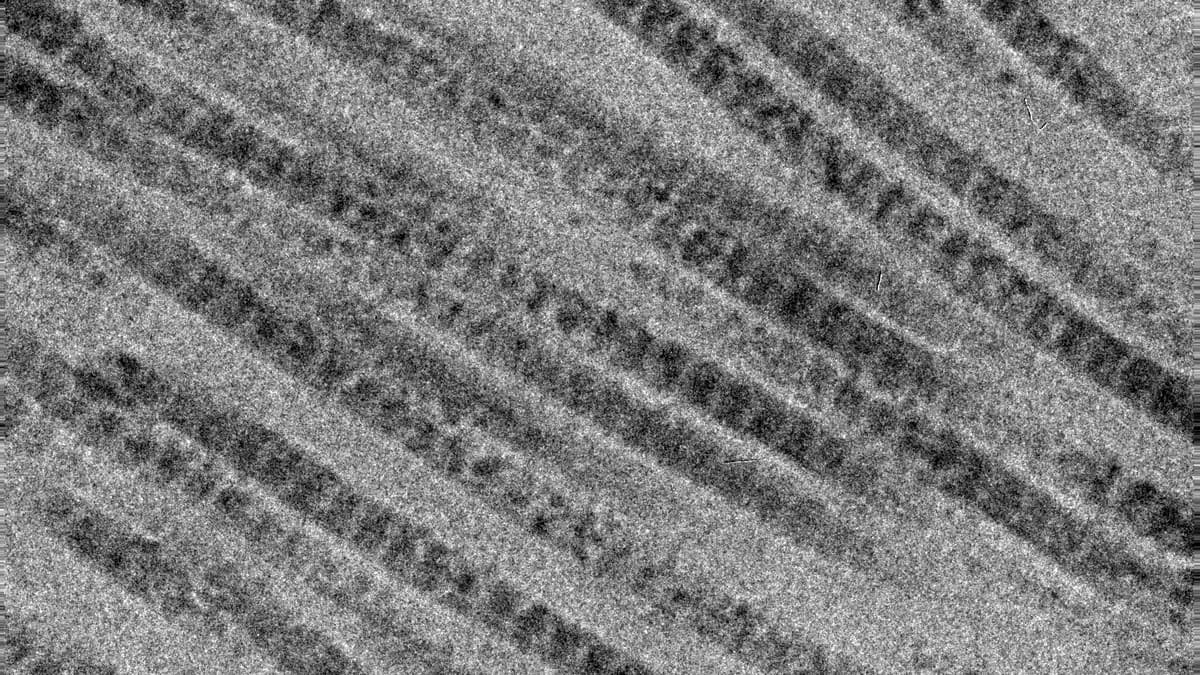 Collagen fibrils in skin viewed by transmission electron microscopy. The characteristic banding pattern repeats every 67 nanometers. GHK-Cu stimulates production of these fibers while Epitalon protects the cells that build them.