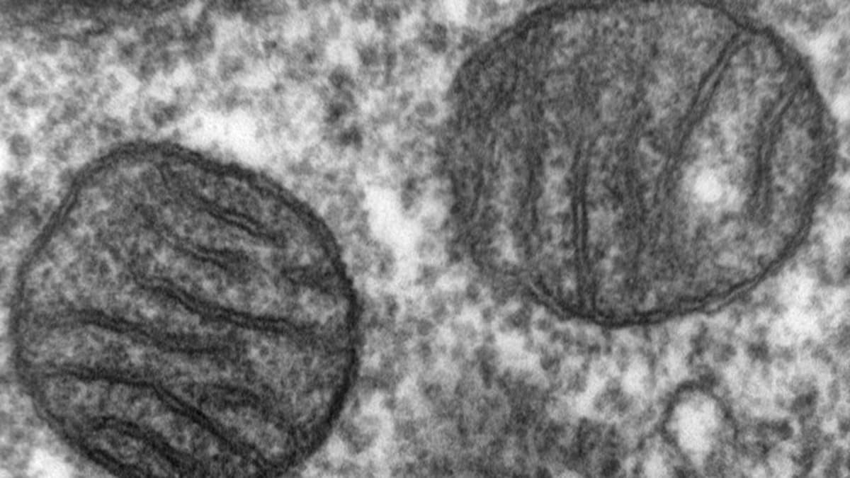 MOTS-C research and metabolic science