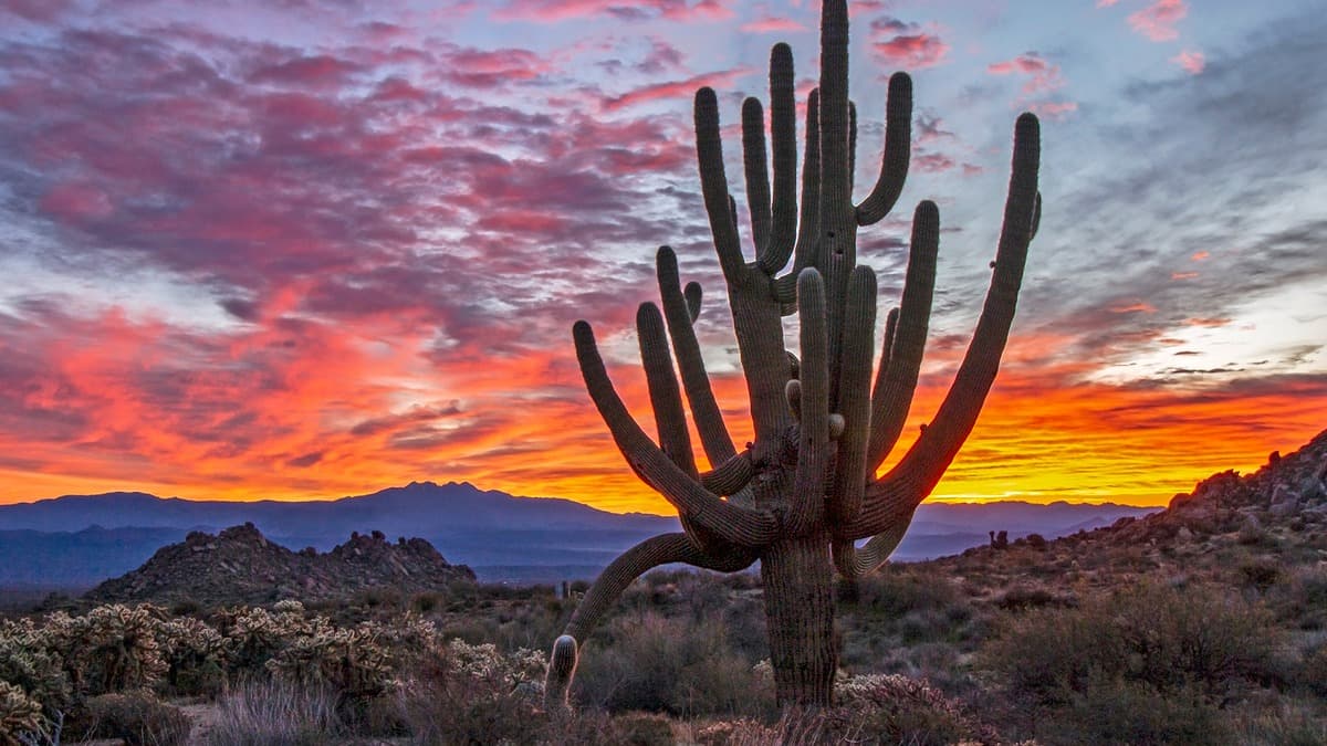 The Sonoran Desert near Phoenix, Arizona. In the 1980s, University of Arizona researchers set out to create a drug that could give fair-skinned people a protective tan without UV exposure. The tanning drug they built had an unexpected side effect that launched an entirely new class of sexual health medicine.